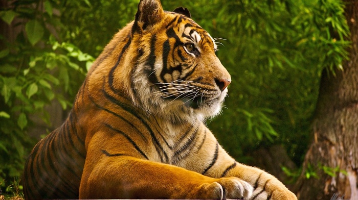 animals, tiger