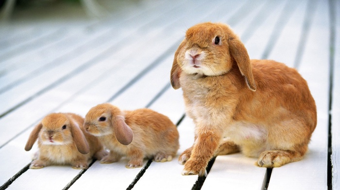 animals, rabbits