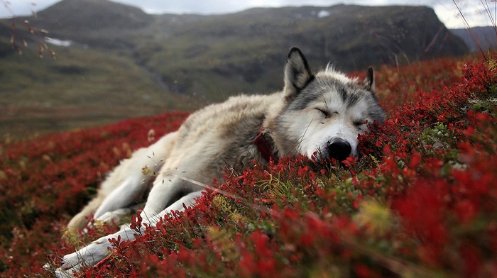 dog, landscape, flowers, sleeping