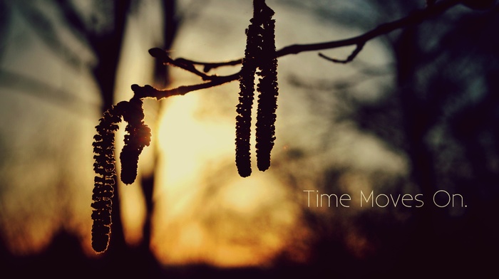 sunlight, quote, silhouette, twigs, nature, blurred, time
