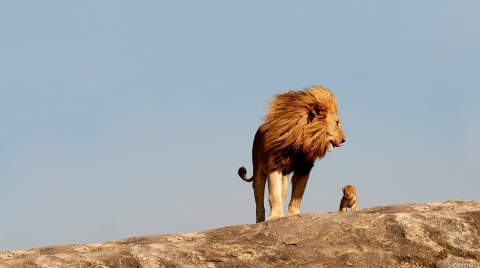 animals