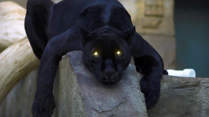 animals, stones