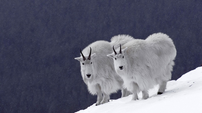 animals, snow