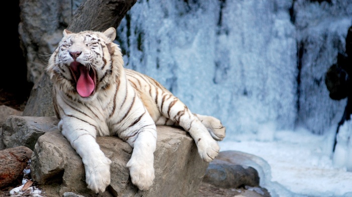 tiger, animals, snow, stones