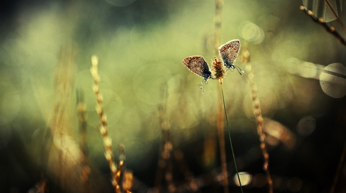 butterfly, nature