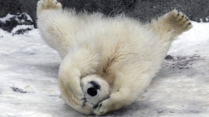 snow, animals