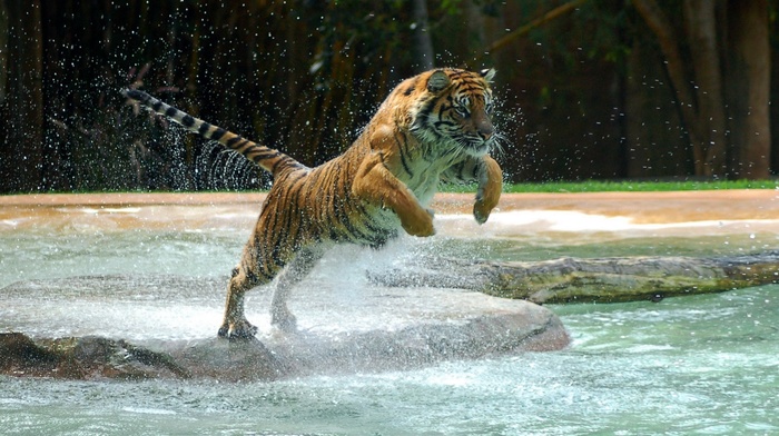 tiger, bounce, water, splash, animals