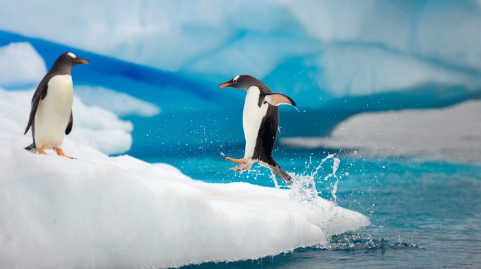 water, penguins, animals