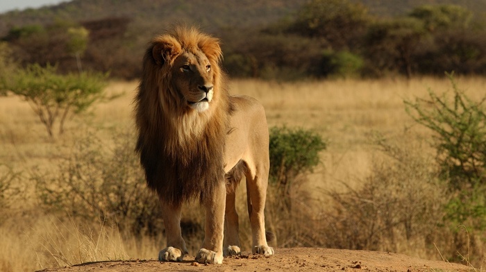 animals, lion