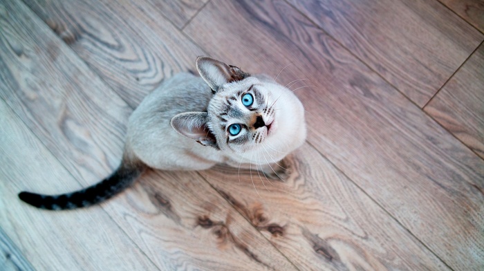 blue eyes, wooden surface, Siamois Seal Tabby, looking up, cat, animals