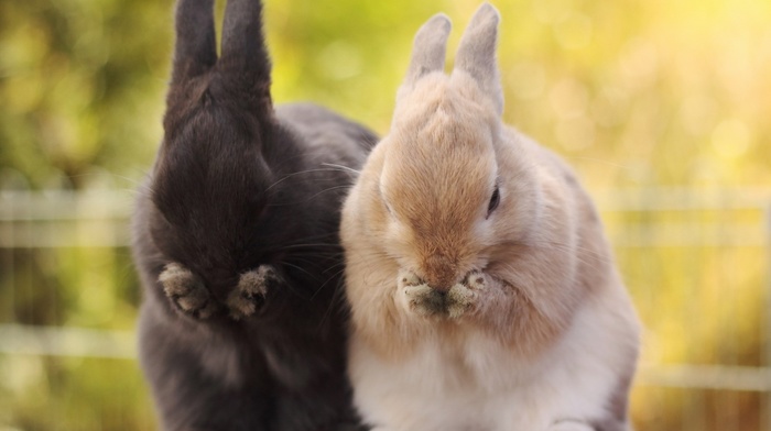 bunny ears, animals, rabbits