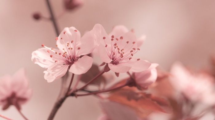 macro, flowers, nature