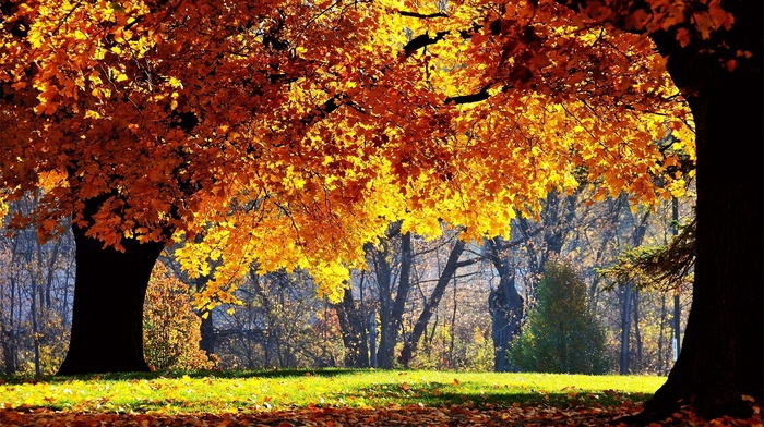 park, autumn