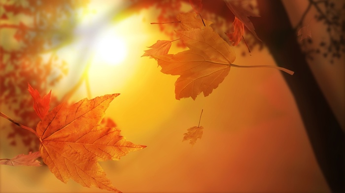 sun rays, autumn