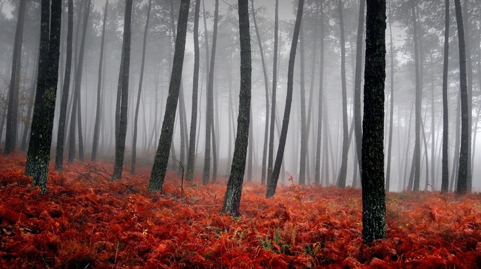 forest, autumn, mist