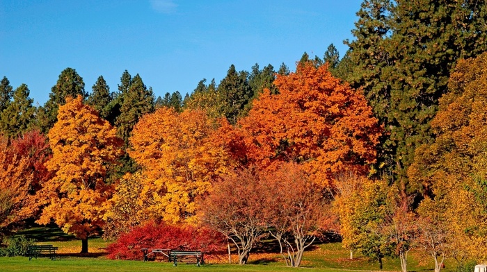 autumn, trees