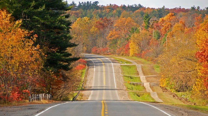 road, autumn, forest