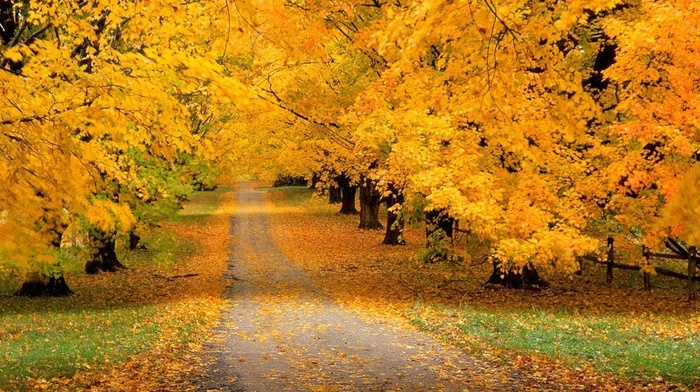 runway, foliage, autumn