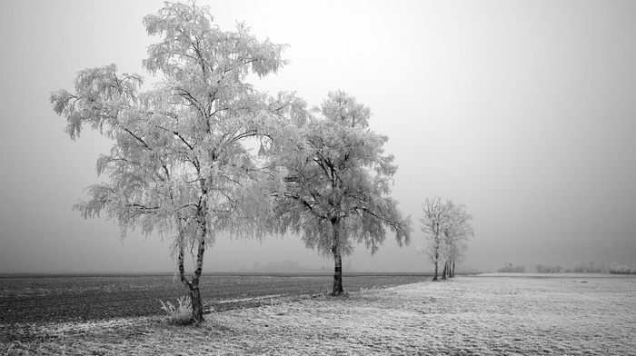 nature, snow, trees, winter, landscape