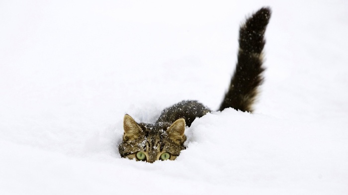 snow, cat, animals