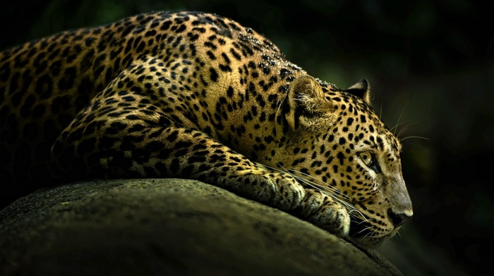 animals, leopard