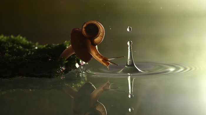 snail, reflection, ripples, water drops, splashes, nature