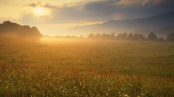 sunlight, nature