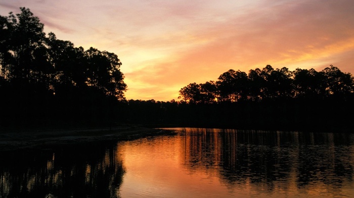 evening, trees, nature