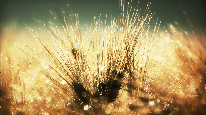 macro