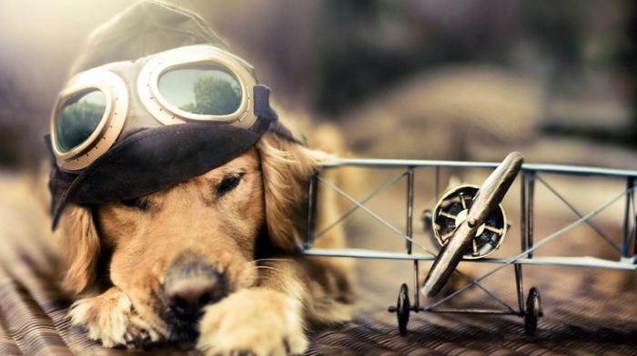 goggles, airplane, sunlight, pilot, golden retrievers, animals, miniatures, dog