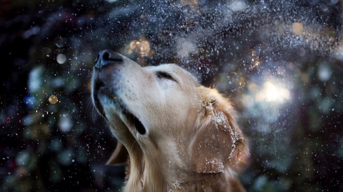 dog, water drops, golden retrievers, animals, snow