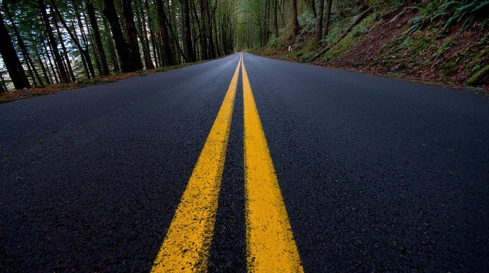 road, forest