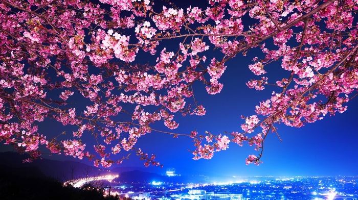 Tokyo, flowers, cherry blossom, cityscape