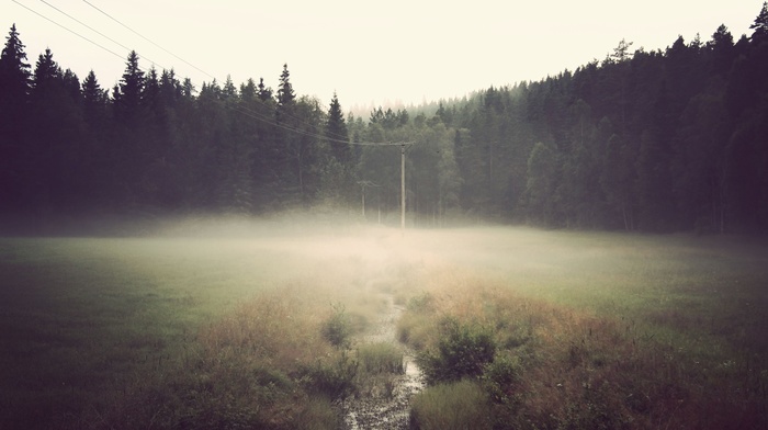 mist, green, landscape