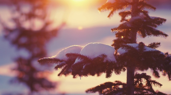 snow, trees, sunlight, depth of field