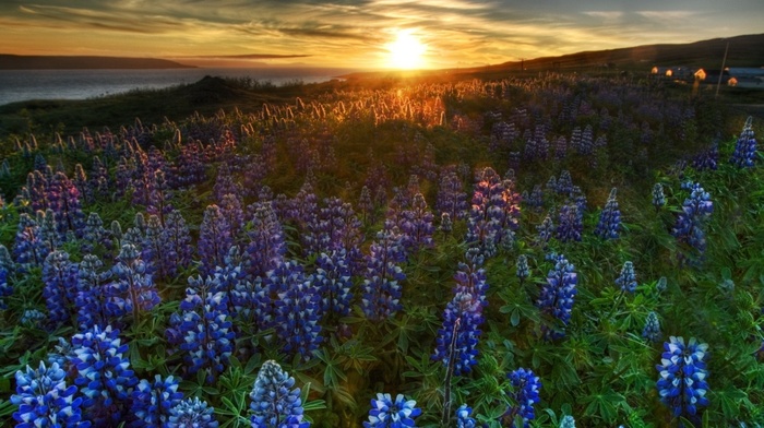 nature, flowers, landscape, sunset, horizon