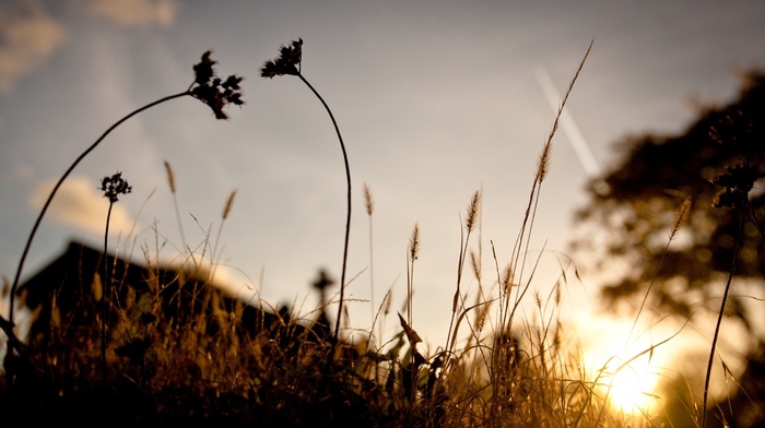 nature, silhouette, sunlight, spikelets