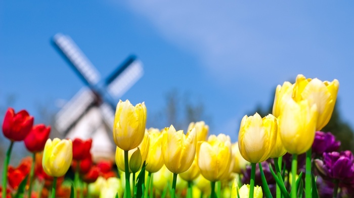 flowers, tulips