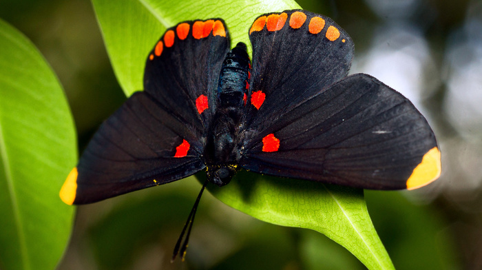 macro, butterfly