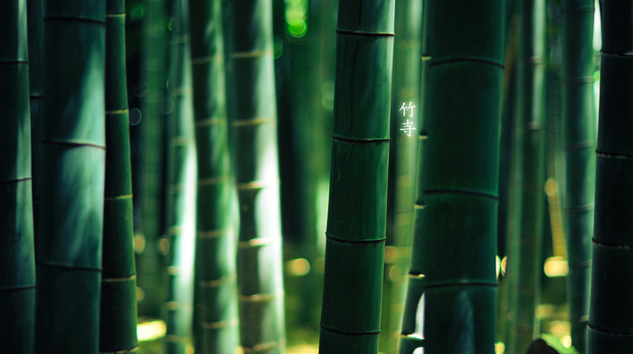 nature, macro