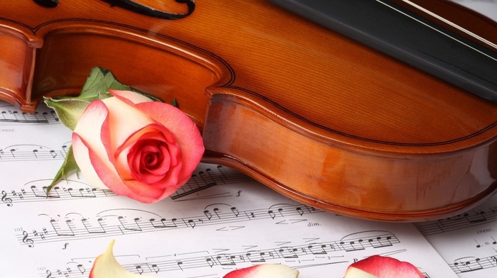 stunner, violin, rose