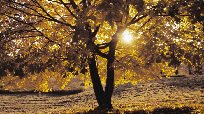 autumn, tree, Sun