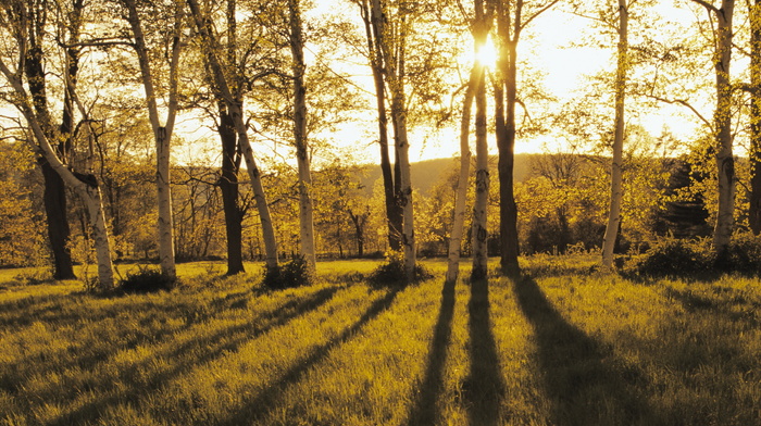 autumn, grass