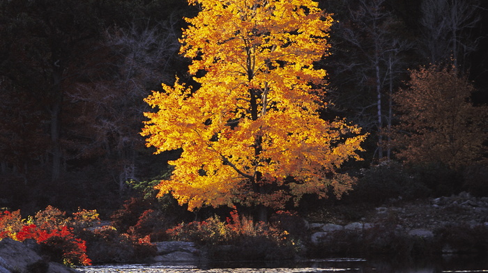 lake, autumn