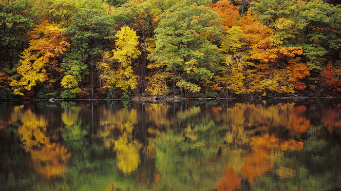 autumn, trees