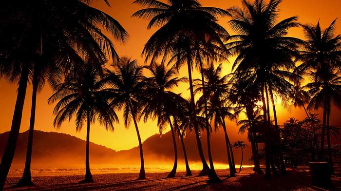 evening, nature, sunset, palm trees, tropics