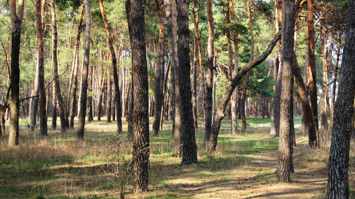 forest, nature, trees, grass