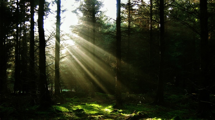 nature, sun rays, forest