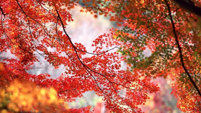 beautiful, autumn, red, yellow, green