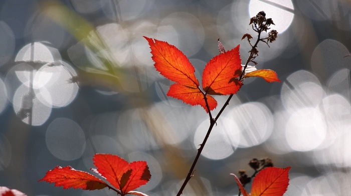 macro, background, autumn